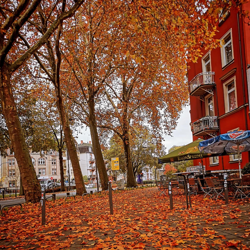 Blick auf einen mit Herbstlaub übersäten Platz. Rechts ein rotes Haus mit Tischen und Bänken davor, links eine Reihe von Bäumen,der Boden mit Herbstlaub bedeckt. 