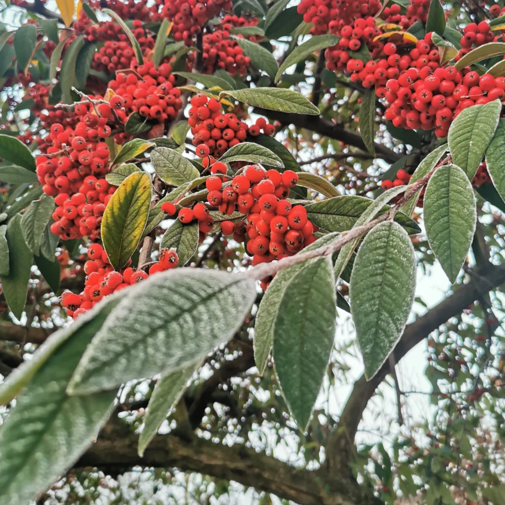 Ein Zweig mit leuchtend roten Beeren, von grünem Laub umgeben, ist mit einem Hauch von Raureif bedeckt und hebt sich vor einem winterlichen Hintergrund ab.