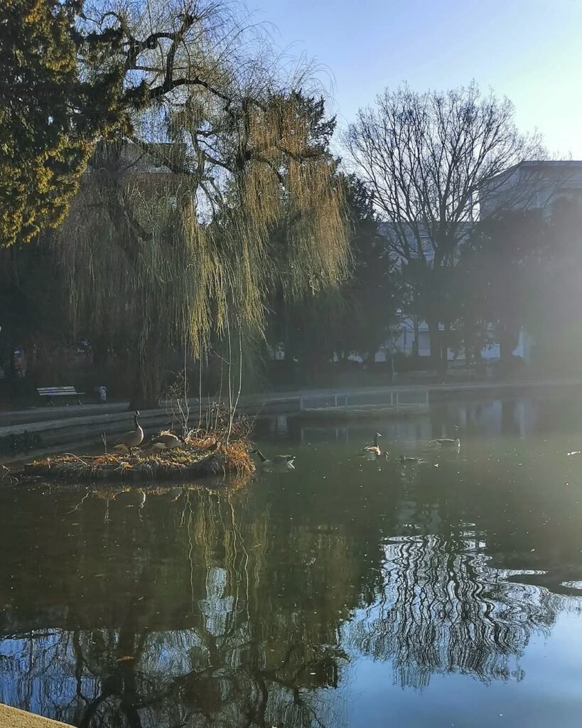 

Bildbeschreibung: Ein stiller Teich im Sonnenlicht: Eine Gans ruht auf einer kleinen Insel, umgeben von der Spiegelung einer herabhängenden Weide. Sanfte Lichtstrahlen, kahle Bäume, dahingleitende Wasservögel – eine friedliche Szenerie.
